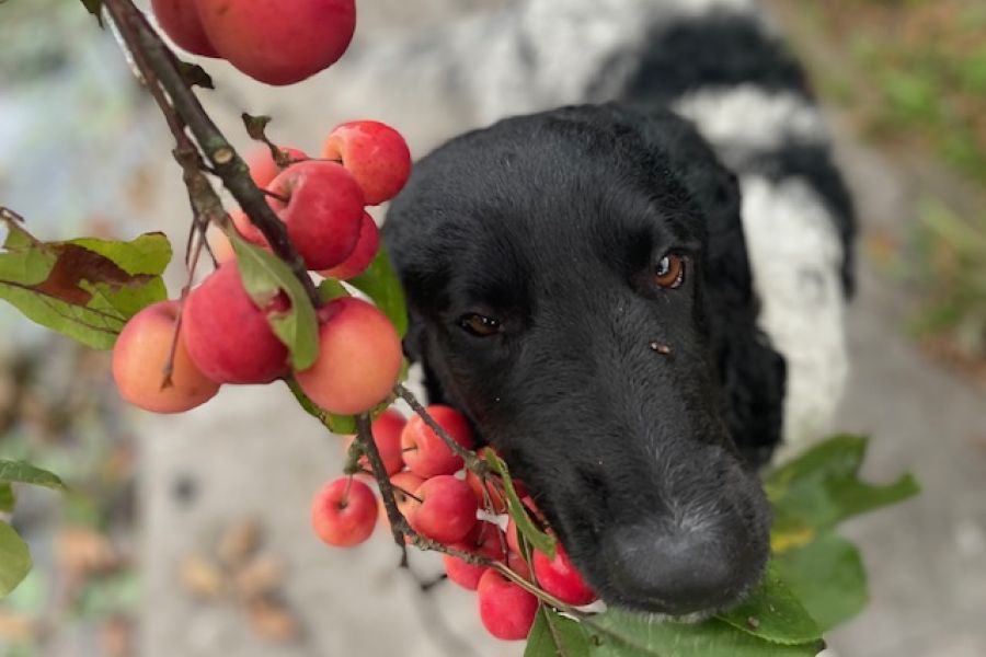 Jonge hond leren op te voeden middels holistische zienswijze en hoe met zijn gedrag leren om te gaan