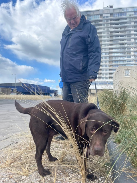 Labrador Pepper 