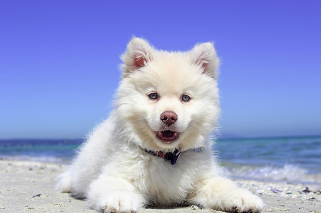 Wit hondje op het strand kleine resulutie