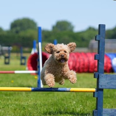 Agilty een leuke behendigheidsport met je hond