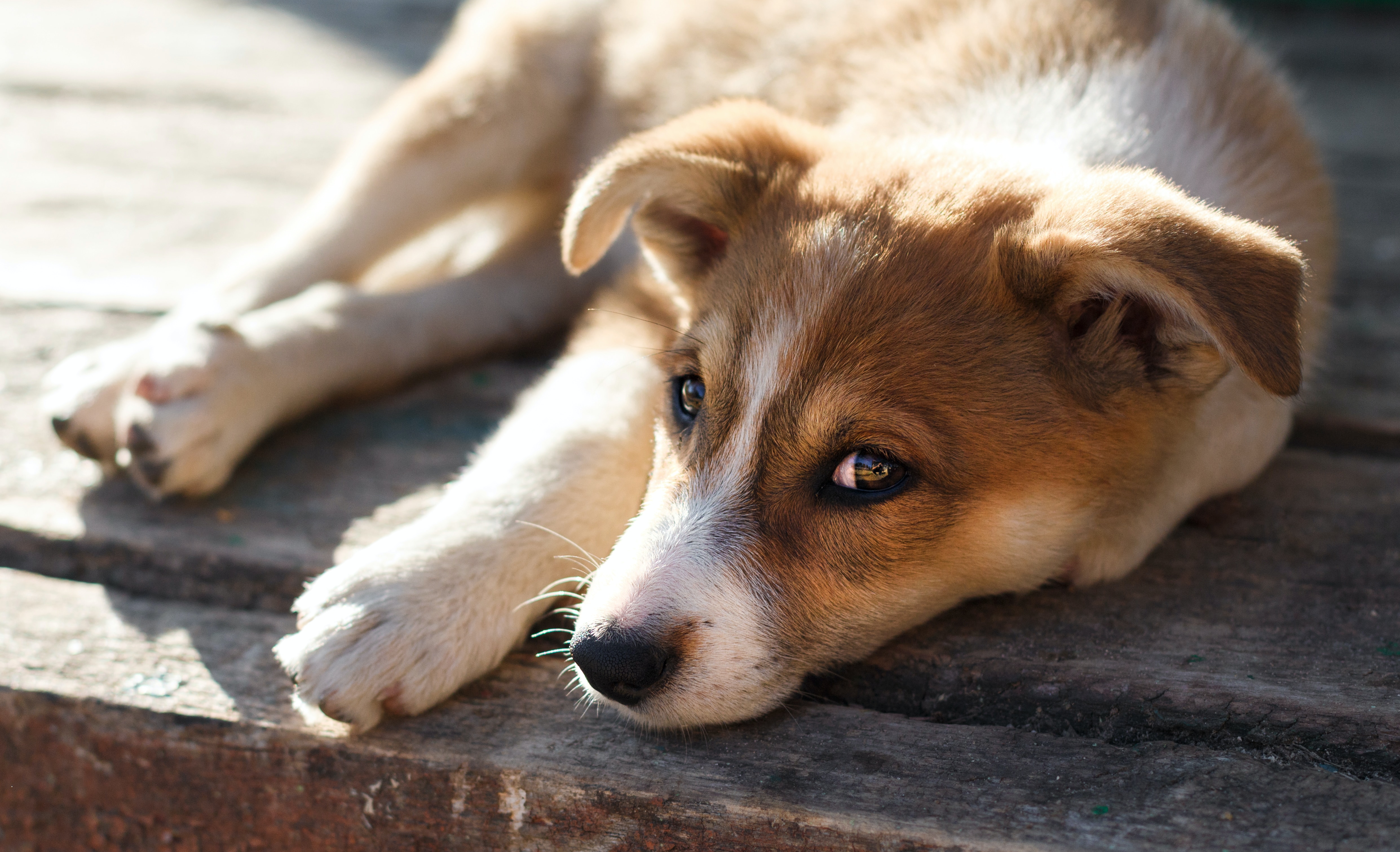 Hond uit het buitenland geadopteerd