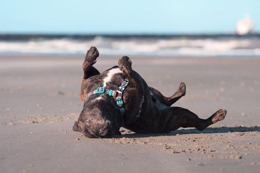 Je hebt een hond uit het buitenland geadopteerd en loopt tegen gedragsproblemen aan.